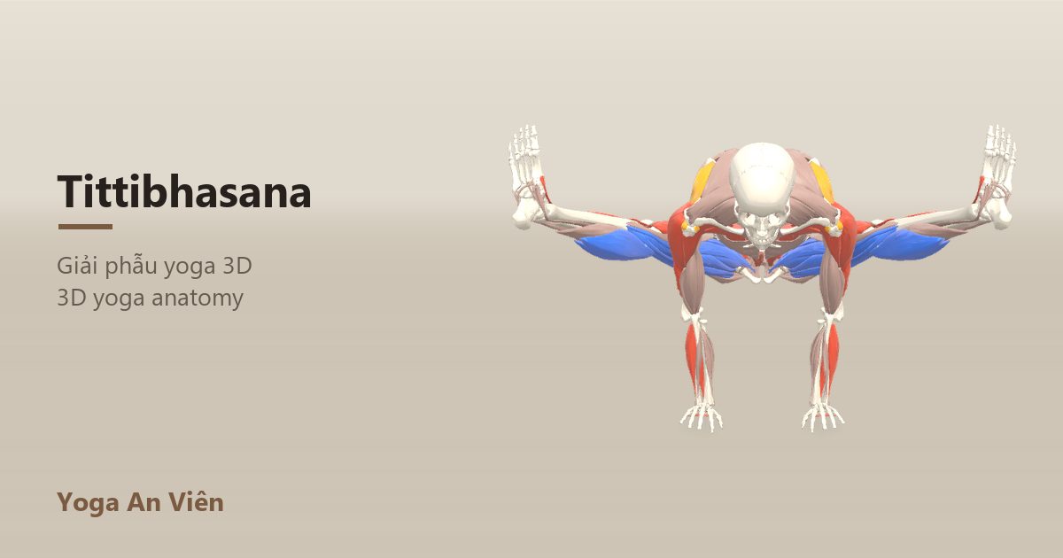 3D anatomy model of Firefly Pose: working muscles in red, stretching in blue, stabilizing in yellow