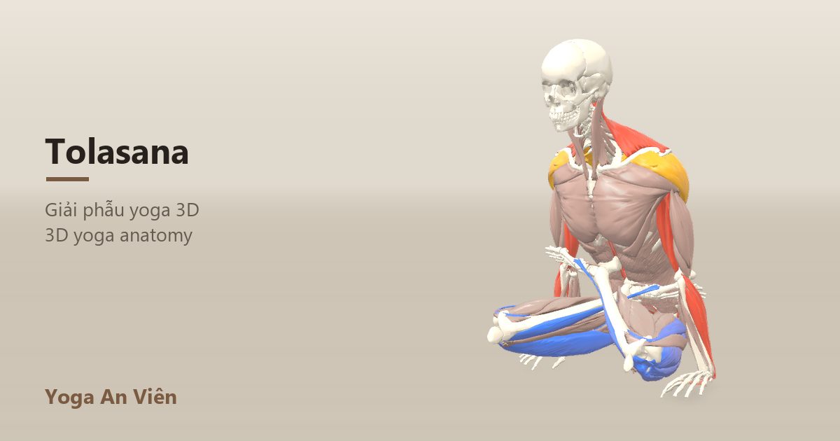 Mô hình giải phẫu 3D tư thế cái cân: cơ co màu đỏ, cơ giãn màu xanh, cơ giữ ổn định màu vàng