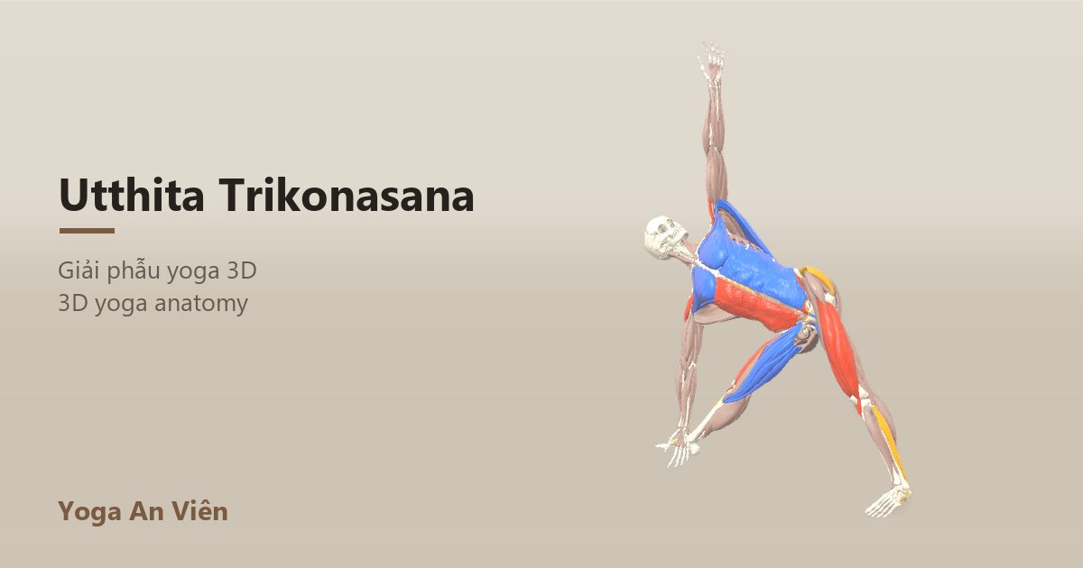 3D anatomy model of Extended Triangle Pose: working muscles in red, stretching in blue, stabilizing in yellow