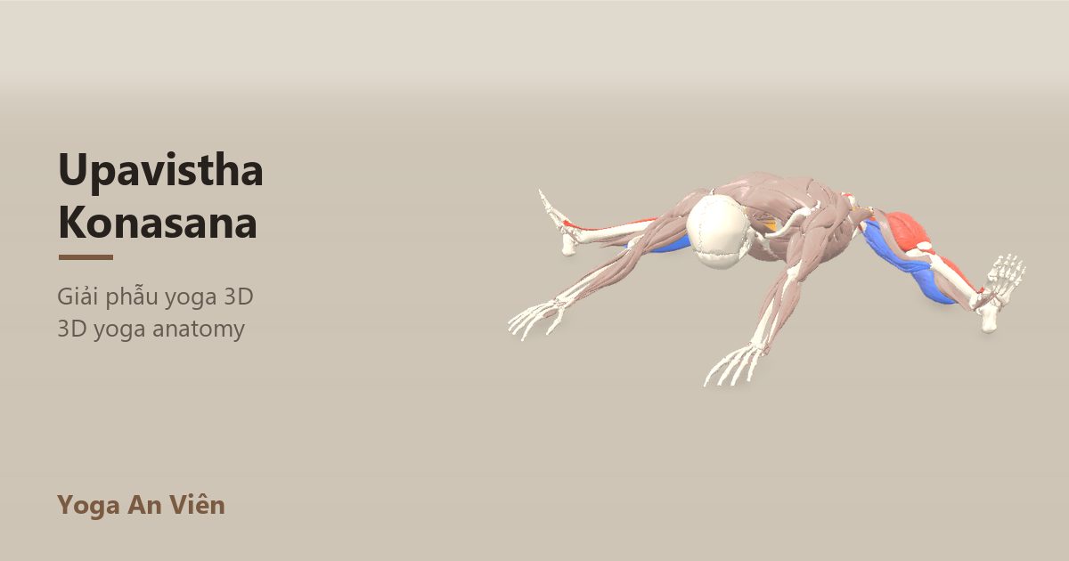 Mô hình giải phẫu 3D tư thế góc ngồi mở rộng: cơ co màu đỏ, cơ giãn màu xanh, cơ giữ ổn định màu vàng