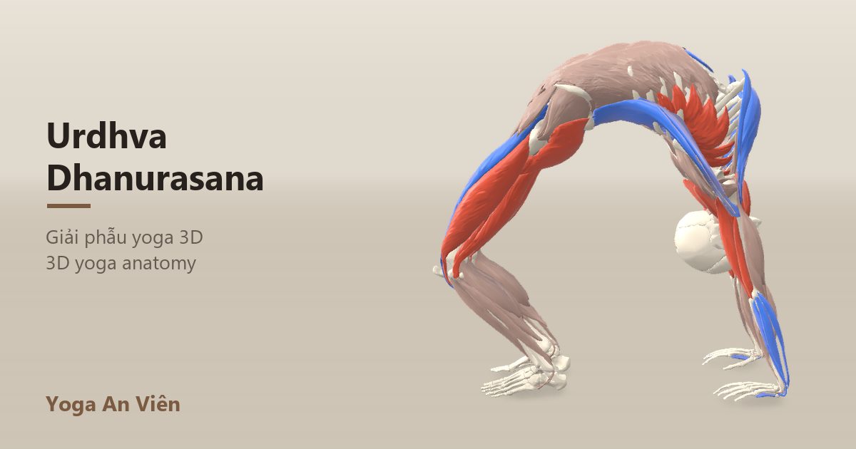 3D anatomy model of Wheel Pose (Upward Bow): working muscles in red, stretching in blue, stabilizing in yellow