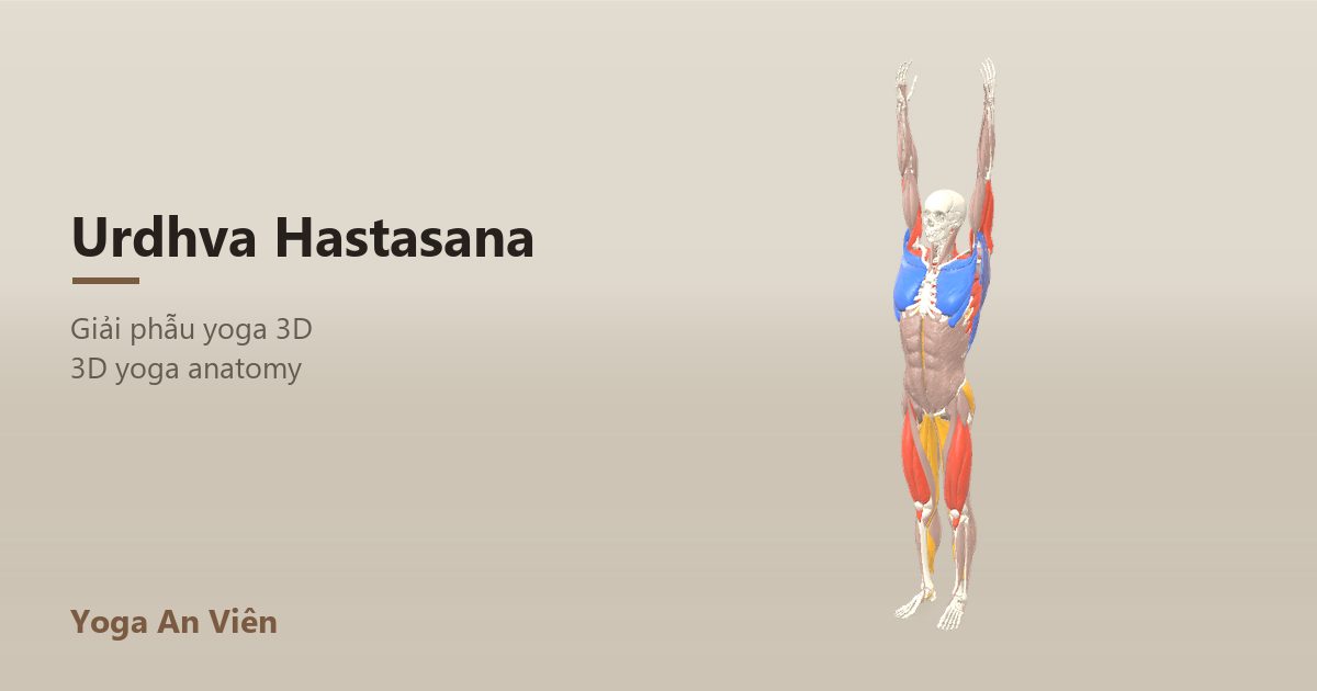 Mô hình giải phẫu 3D tư thế vươn cao: cơ co màu đỏ, cơ giãn màu xanh, cơ giữ ổn định màu vàng