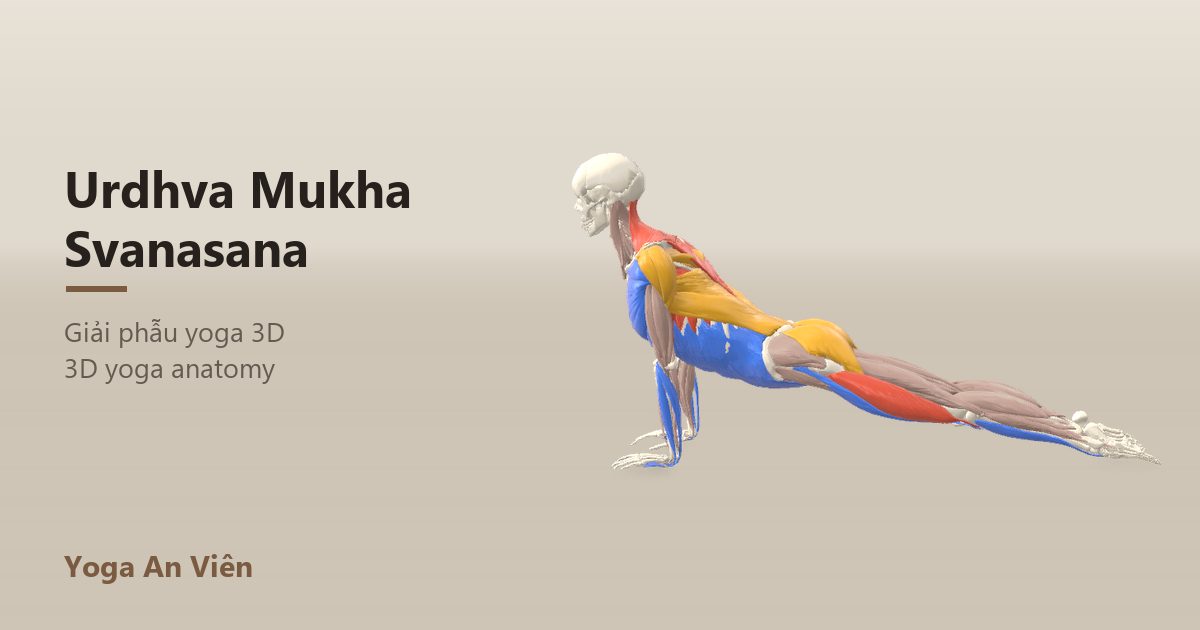 3D anatomy model of Upward-Facing Dog: working muscles in red, stretching in blue, stabilizing in yellow