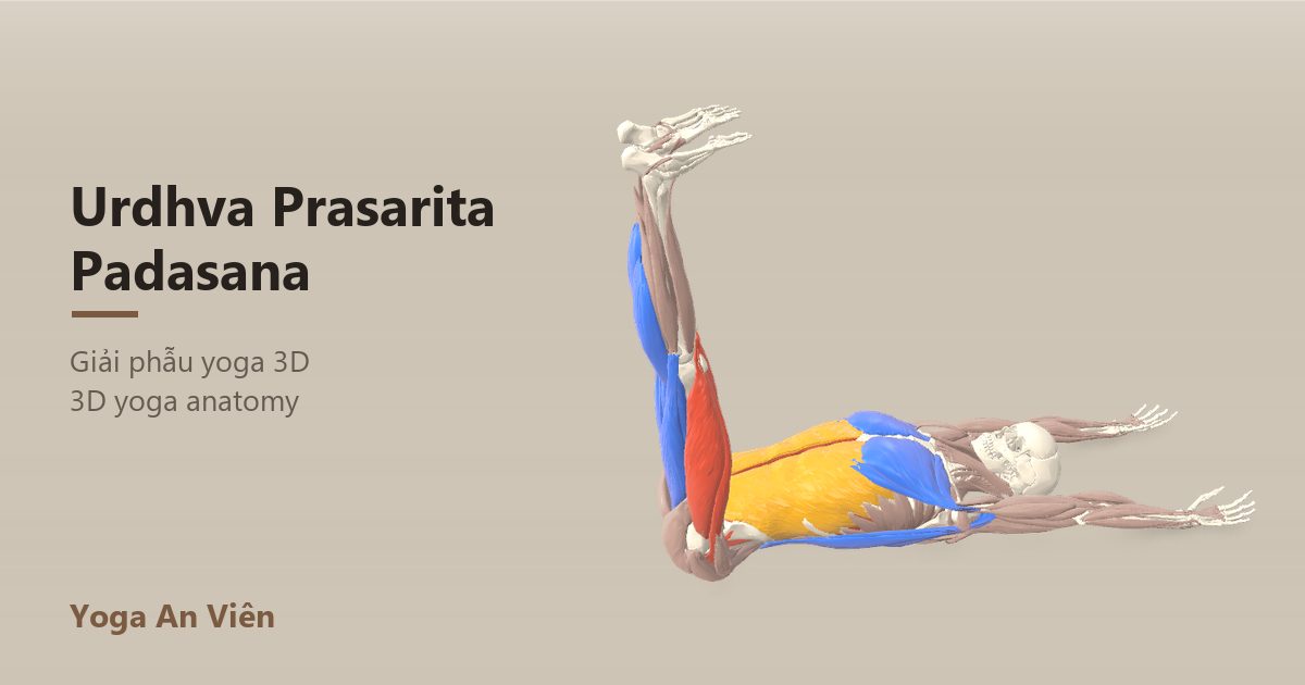 3D anatomy model of Upward Extended Feet Pose (Leg Raises 90°): working muscles in red, stretching in blue, stabilizing in yellow