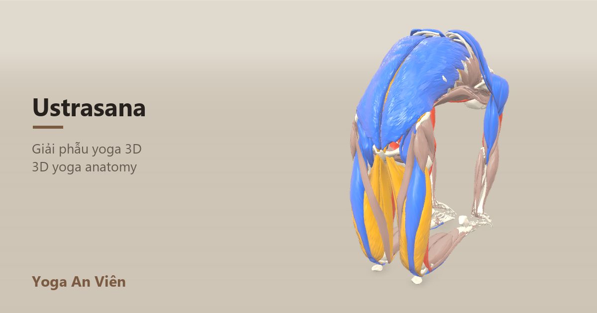 3D anatomy model of Camel Pose: working muscles in red, stretching in blue, stabilizing in yellow
