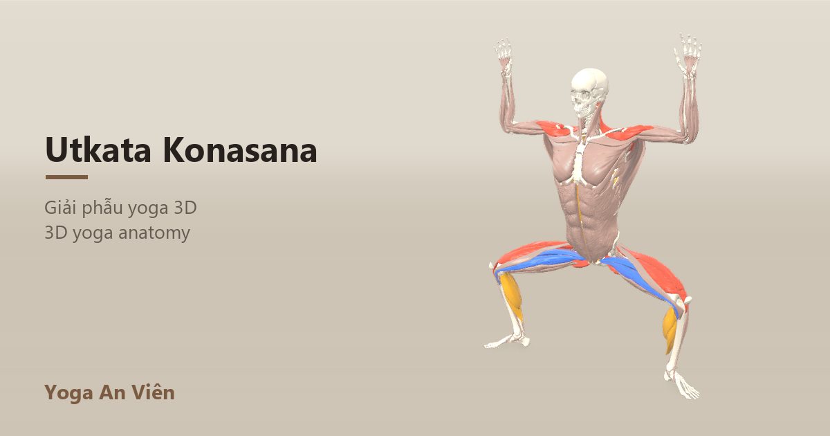 3D anatomy model of Goddess Pose: working muscles in red, stretching in blue, stabilizing in yellow