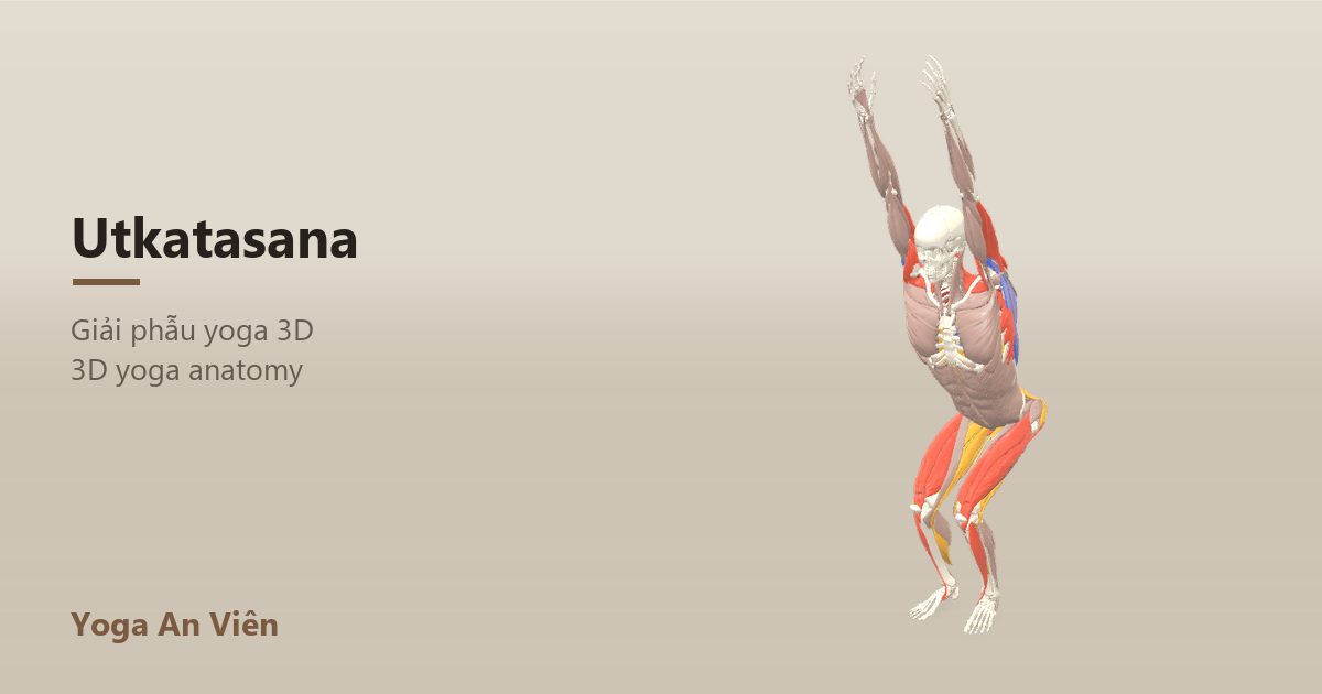 3D anatomy model of Chair Pose: working muscles in red, stretching in blue, stabilizing in yellow