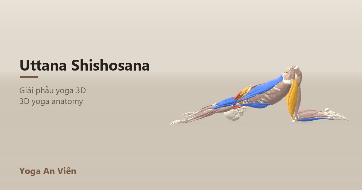 3D anatomy model of Extended Puppy Pose: working muscles in red, stretching in blue, stabilizing in yellow