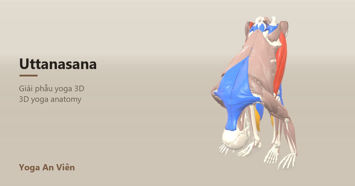 3D anatomy model of Standing Forward Fold: working muscles in red, stretching in blue, stabilizing in yellow