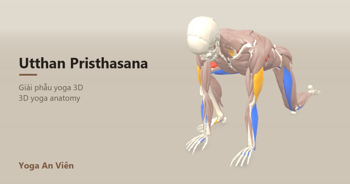 3D anatomy model of Lizard Pose: working muscles in red, stretching in blue, stabilizing in yellow