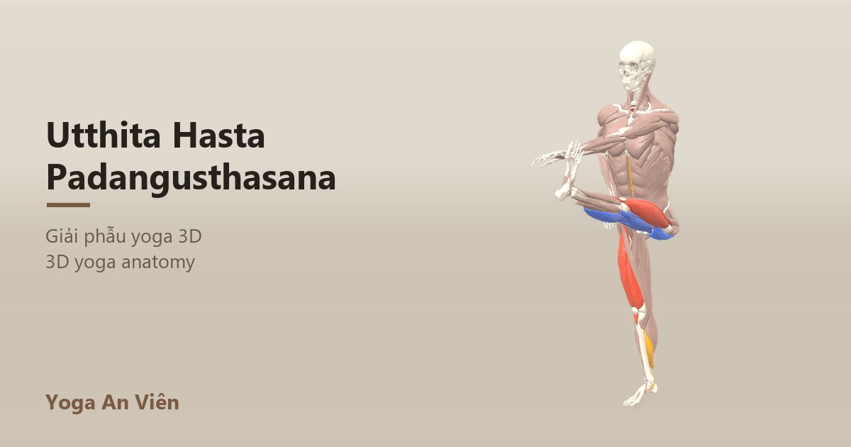 3D anatomy model of Extended Hand-to-Big-Toe Pose: working muscles in red, stretching in blue, stabilizing in yellow