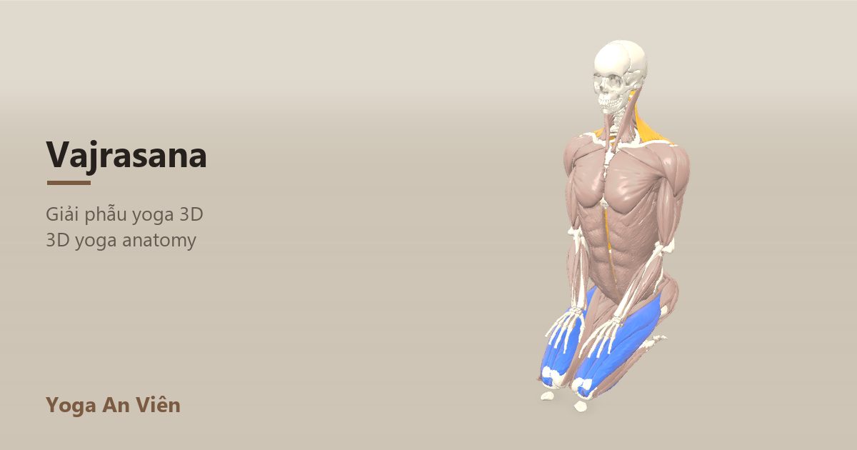 3D anatomy model of Thunderbolt Pose: working muscles in red, stretching in blue, stabilizing in yellow