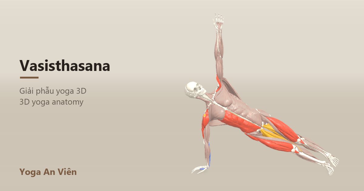3D anatomy model of Side Plank Pose: working muscles in red, stretching in blue, stabilizing in yellow