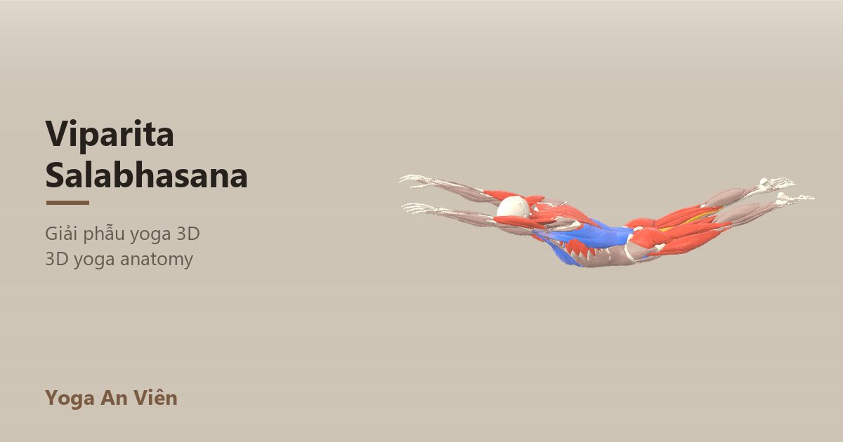 3D anatomy model of Superman Pose: working muscles in red, stretching in blue, stabilizing in yellow