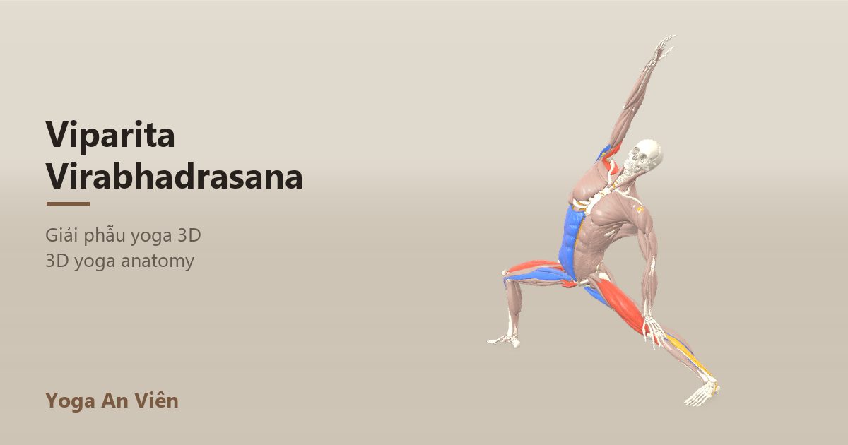 3D anatomy model of Reverse Warrior: working muscles in red, stretching in blue, stabilizing in yellow