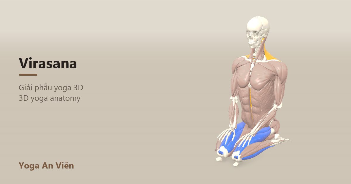 3D anatomy model of Hero Pose: working muscles in red, stretching in blue, stabilizing in yellow