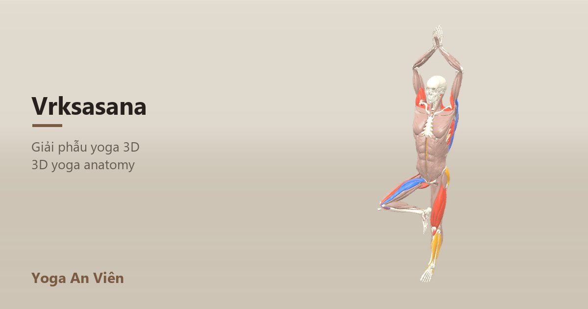 3D anatomy model of Tree Pose: working muscles in red, stretching in blue, stabilizing in yellow