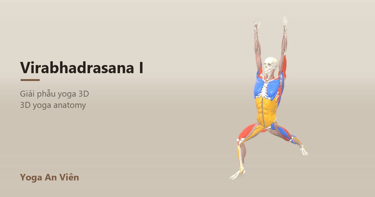 3D anatomy model of Warrior I: working muscles in red, stretching in blue, stabilizing in yellow