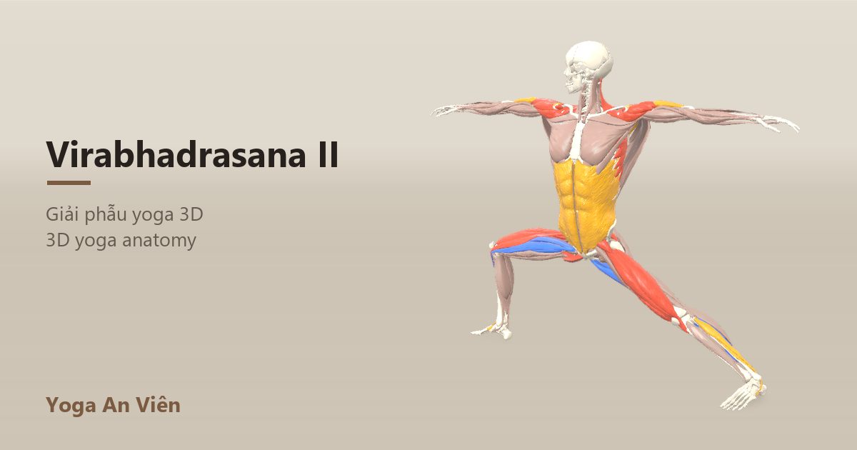 3D anatomy model of Warrior II: working muscles in red, stretching in blue, stabilizing in yellow
