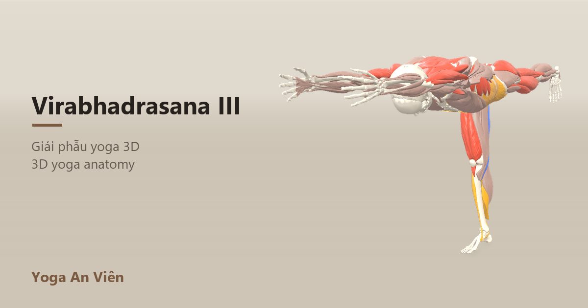 3D anatomy model of Warrior III: working muscles in red, stretching in blue, stabilizing in yellow